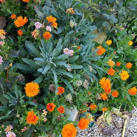 Auberge De Provence Country house
